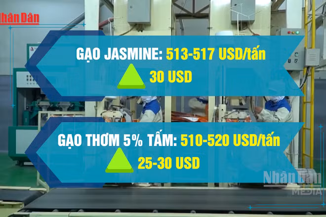 [Video] Giá gạo xuất khẩu của Việt Nam tăng trở lại