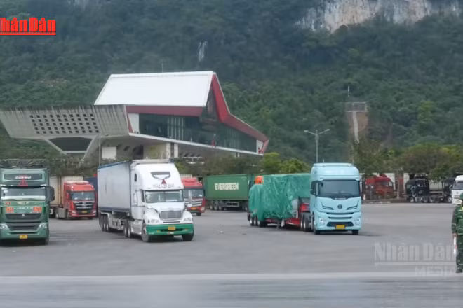 [Video] Khẩn trương ngăn chặn nguy cơ virus lở mồm long móng xâm nhập