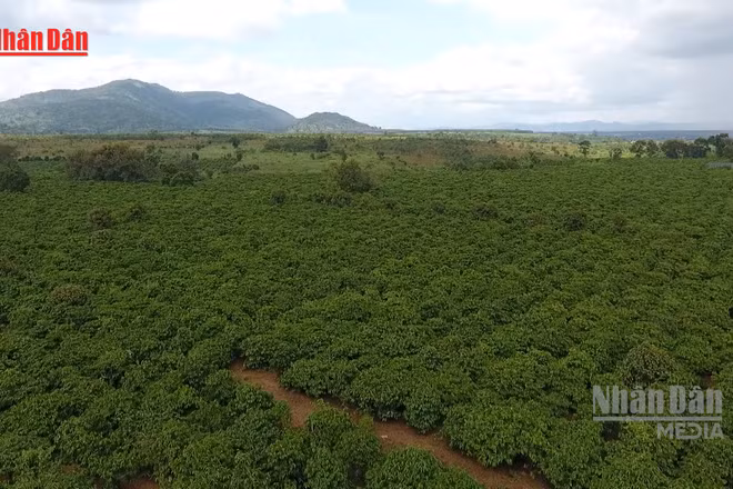 [Video] Đề xuất sửa đổi 10 luật nhằm cắt giảm thủ tục hành chính trong lĩnh vực nông nghiệp, môi trường