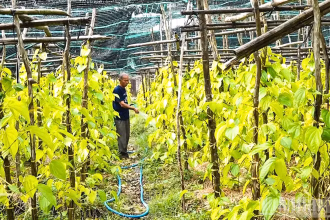 Tại hợp tác xã Trầu Vàng, việc liên kết sản xuất đã giúp người dân ổn định đầu ra.