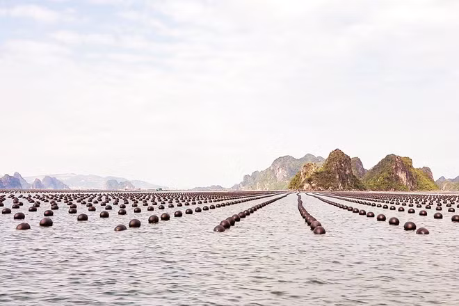 Nuôi hàu trên vùng biển Quảng Ninh. Ảnh: Lê San
