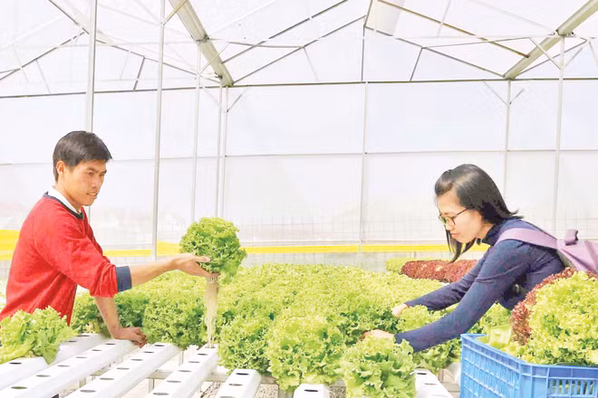 Lâm Đồng tích cực xây dựng các mô hình sản xuất rau công nghệ. Ảnh: VĂN BẢO