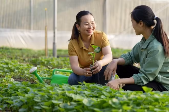 Rau màu được trồng mở rộng và ổn định. (Ảnh: PV)