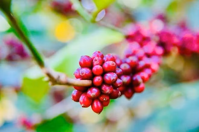 Việt Nam có tiềm năng về cà-phê. (Ảnh: CTV)