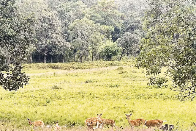 Đàn hươu sao được nuôi trong môi trường bán hoang dã.