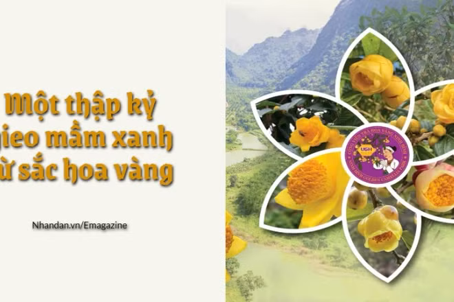 Một thập kỷ gieo mầm xanh từ sắc hoa vàng