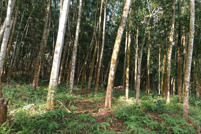 Phát triển rừng gỗ lớn, nâng cao giá trị kinh tế lâm nghiệp và bảo vệ môi trường.