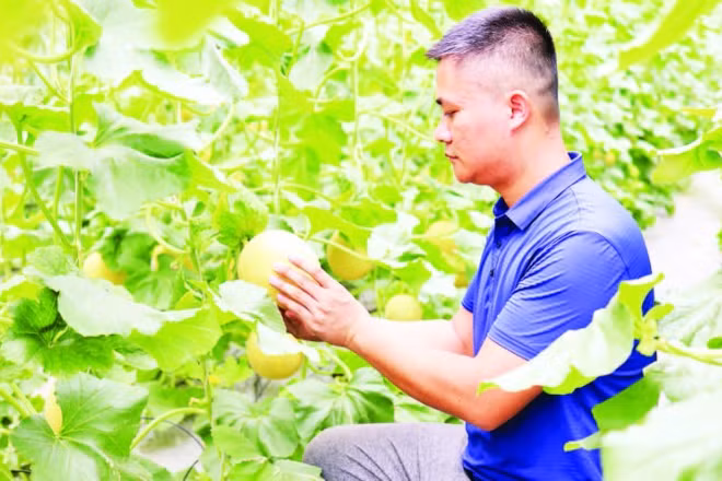 Mô hình trồng dưa lưới OCOP 3 sao ứng dụng công nghệ tưới nhỏ giọt tự động của hộ gia đình anh Nguyễn Việt Lâm mang lại hiệu quả kinh tế cao.