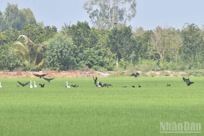 Nhiều loài quắm đen, cò trắng về đậu cánh đồng lúa ở xã Mỹ Thành, tỉnh Đồng Tháp để tìm thức ăn.