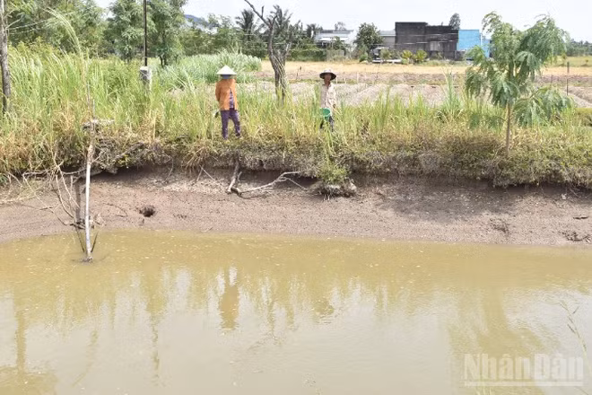 Người dân xã Tân Điền, tỉnh Đồng Tháp chủ động tích trữ nguồn dưới ao để tưới cho rau màu.