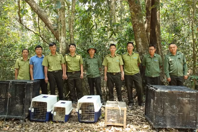Lực lượng chức năng tổ chức đi thả 6 cá thể động vật hoang dã về với tự nhiên tại Vườn quốc gia Chư Yang Sin.