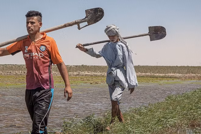 Cải tạo đất - yếu tố sống còn đối với môi trường sinh thái Iraq. 