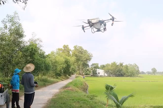 Nông dân xã Long Hiệp sử dụng thiết bị không người lái bón phân cho ruộng lúa.
