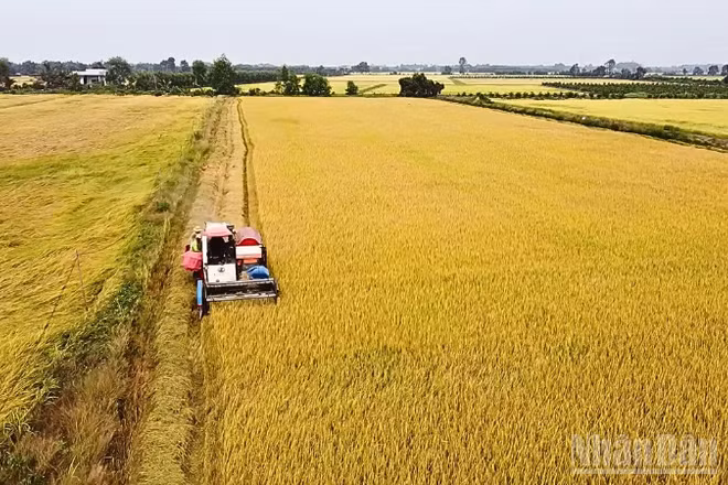 Nông dân Cần Thơ thu hoạch lúa vụ Đông Xuân.
