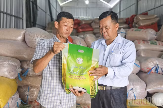 Hợp tác xã Nông nghiệp Thạnh Phát, xã Vĩnh Tường là một trong những chủ thể phát triển sản phẩm Gạo sạch Minh Quân. (Ảnh: VĂN ÚT)