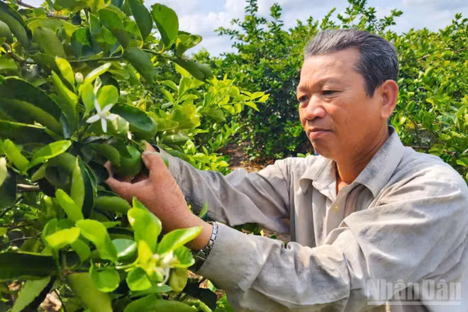 Ông Lê Văn Út, ấp Nhơn Thuận 1, xã Tân Hòa, thành phố Cần Thơ, là một trong những hộ tiên phong chuyển đổi sang trồng chanh theo hướng hữu cơ. 