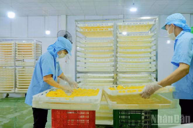 Liên kết sản xuất không chỉ giúp nâng cao chất lượng nông sản, mà còn tạo việc làm ổn định cho người dân địa phương.