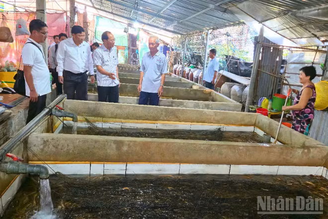 Hội Nông dân thành phố Cần Thơ và Ủy ban nhân dân xã Vị Thủy khảo sát tại hộ nuôi lươn ấp 6.