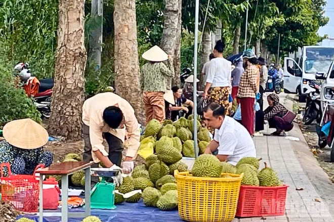 Từ xe tải bán lưu động đến các điểm bán tự phát ven đường, mặt hàng sầu riêng xuất hiện dày đặc.