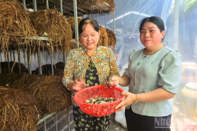 Gia đình bà Nguyễn Thị Tươi, xã Vị Thanh 1, thành phố Cần Thơ gắn bó nhiều năm với mô hình sản xuất nấm rơm tạo thêm thu nhập. (Ảnh: VĂN ÚT)