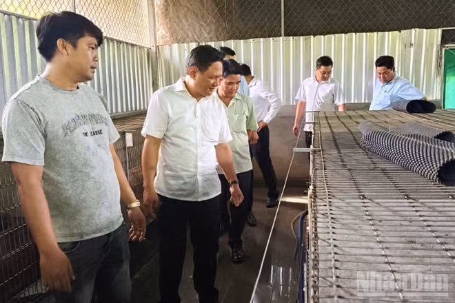Ông Lê An Quốc (áo trắng), Chủ tịch Ủy ban nhân dân xã Phụng Hiệp cùng lãnh đạo địa phương thăm Hợp tác xã Hưng Phát. (Ảnh: VĂN ÚT)