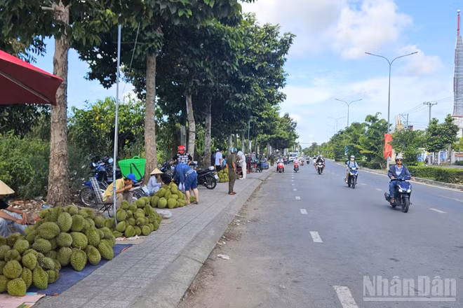 Toàn cảnh tuyến đường Nguyễn Văn Cừ nối dài, phường An Bình nhiều hộ dân bày bán sầu riêng ven đường để tìm đầu ra.