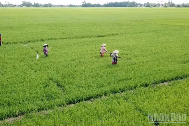 Nông dân xã Vĩnh Thuận Đông tất bật chăm sóc lúa với kỳ vọng một vụ mùa đạt năng suất cao.