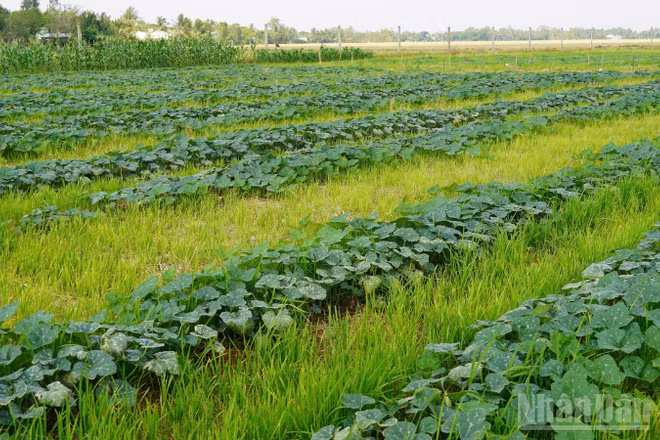 Ruộng lúa ở xã Tài Văn, thành phố Cần Thơ được chuyển sang trồng màu trong mùa khô. 
