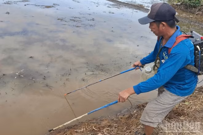 Một người dân dùng xung điện đánh bắt thủy sản tại phường Mỹ Phước Tây, tỉnh Đồng Tháp.