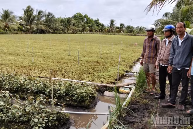 Sáng 9/7, lãnh đạo Đảng ủy, Ủy ban nhân dân xã Long Định khảo sát ruộng rau ảnh hưởng.