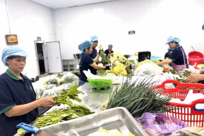 Một hợp tác xã sản xuất rau sạch trên địa bàn Hà Nội, (Ảnh: HNV)