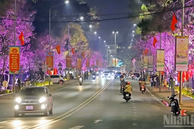 Đường hoa ánh sáng, nghệ thuật tổ chức trên đường Trần Hưng Đạo, phường Xuân Hương-Đà Lạt, nơi có nhiều cây mai anh đào đang nở rộ.