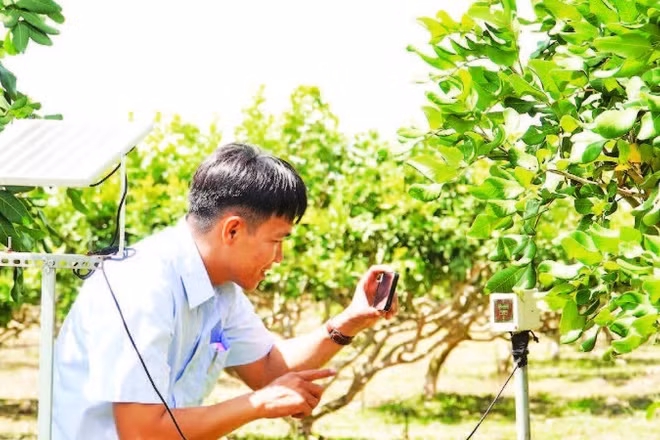 Ngành nông nghiệp Cần Thơ đưa ra nhiều khuyến cáo kỹ thuật đối với từng nhóm cây trồng.