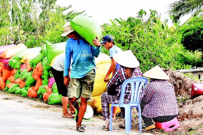 Thông qua các hợp tác xã, thương lái vào tận nơi thu mua, bao tiêu toàn bộ đầu ra lúa phát thải thấp với giá cao hơn thị trường khoảng 200 đồng/kg.