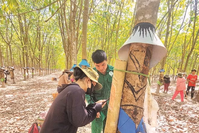 Chi bộ thôn 4, xã Ia Đal hướng dẫn, động viên người dân vào làm công nhân các công ty cao su trên địa bàn, mang lại thu nhập từ 10-13 triệu đồng/tháng.