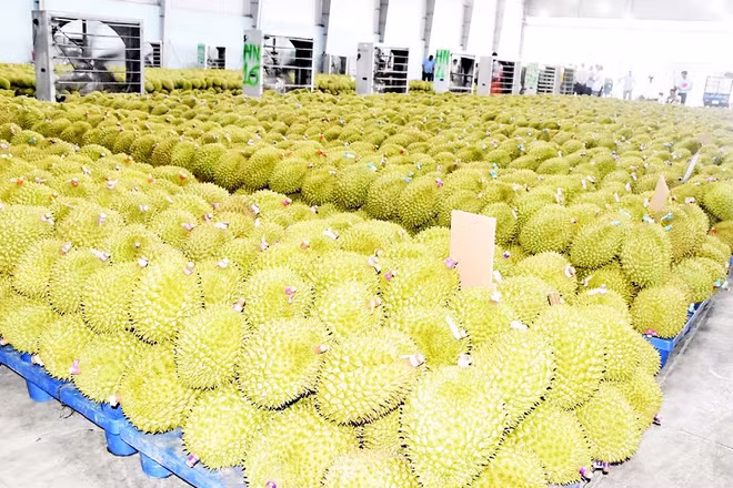 Một công ty thu mua sầu riêng xuất khẩu trên địa bàn xã Ngũ Hiệp, tỉnh Đồng Tháp.