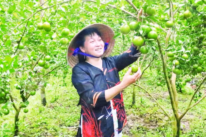 Quýt đường Long Trị, xã Bình Phú, tỉnh Vĩnh Long.
