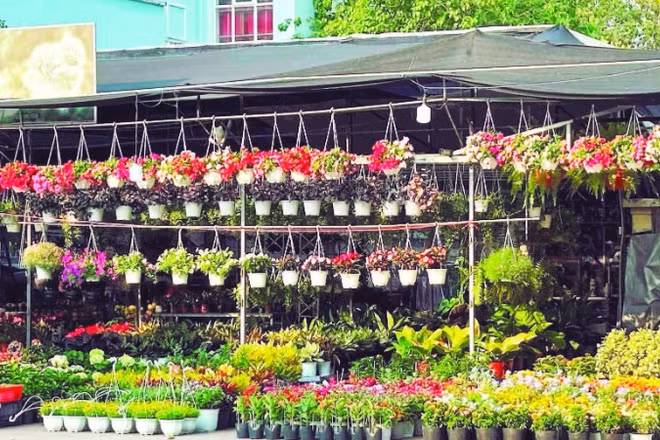 Một hộ dân sử dụng khu đất trống để trồng và kinh doanh hoa cảnh đô thị ở phường Chánh Hưng.