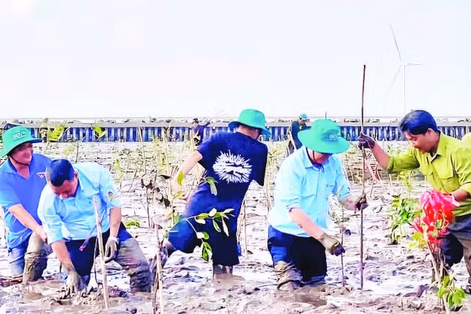 Một chương trình trồng mới rừng ngập mặn được tổ chức tại thành phố Cần Thơ.