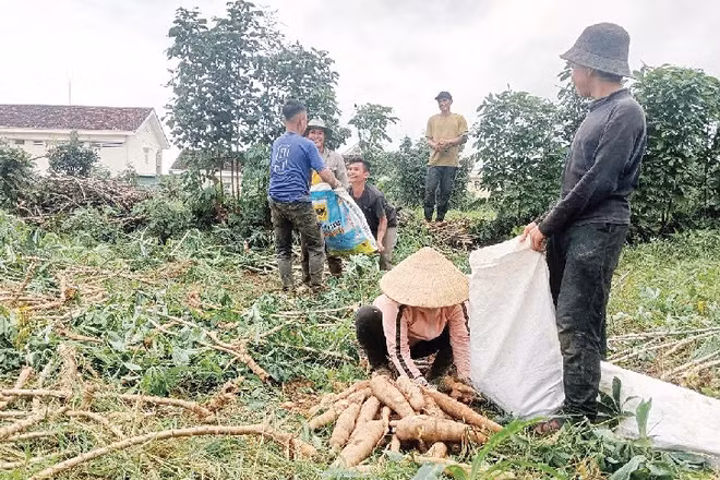 Người dân thu hoạch mì (sắn) sau khi cơn bão đi qua.