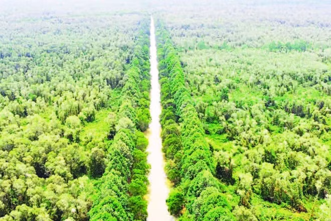 Một góc Khu bảo tồn thiên nhiên Lung Ngọc Hoàng, thành phố Cần Thơ nhìn từ trên cao.