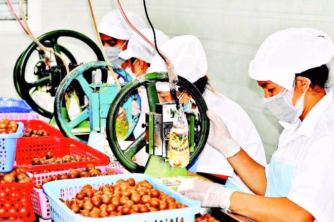 Lâm Đồng hướng đến sản xuất mắc-ca chất lượng cao đáp ứng thị trường trong nước và xuất khẩu.