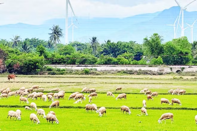 Thịt dê, cừu được xem là lợi thế riêng của Khánh Hòa trong quá trình hình thành chuỗi sản xuất đáp ứng đầy đủ các tiêu chuẩn Halal để xuất khẩu.
