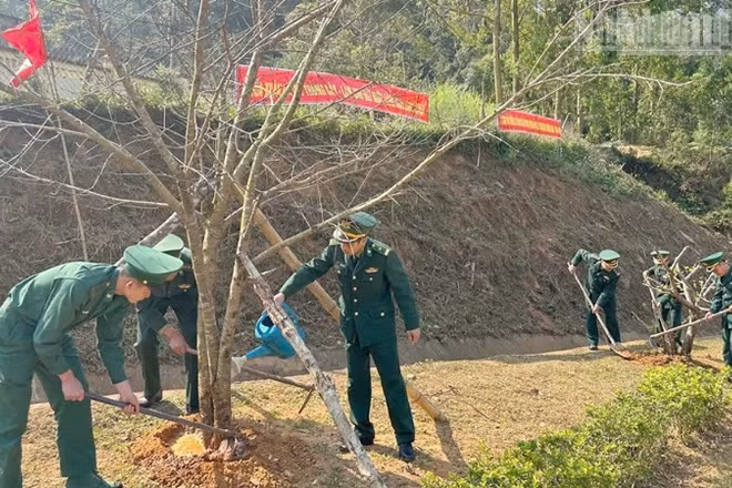 Cán bộ, chiến sĩ Đồn Biên phòng Phiêng Pằn trồng và chăm sóc cây.