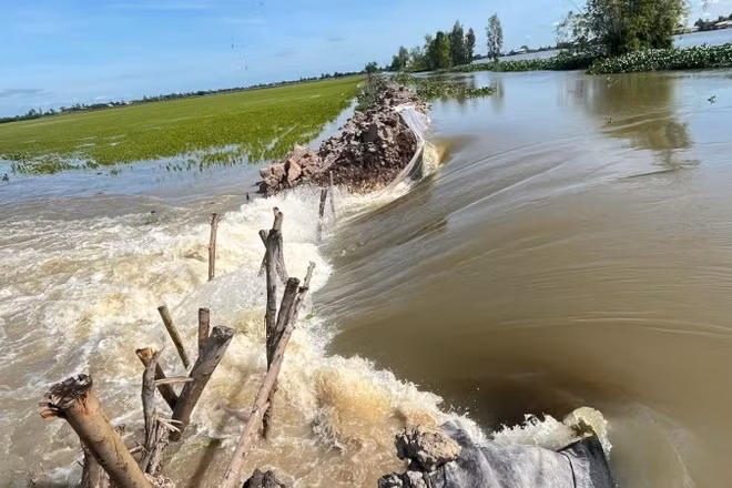 Vỡ đê bao ở xã Tuyên Bình (Tây Ninh) làm 158ha lúa 70 ngày tuổi ngập chìm trong nước.