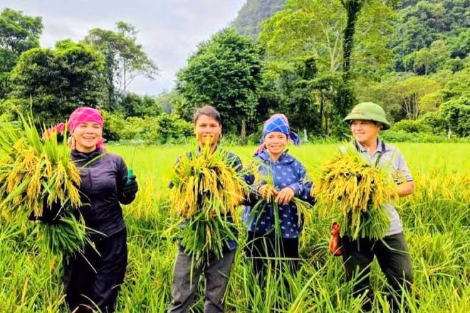 Đồng bào ở bản Đoòng vui mừng vì sau gần 20 năm mới được thu hoạch lúa nước. (Ảnh: TT)