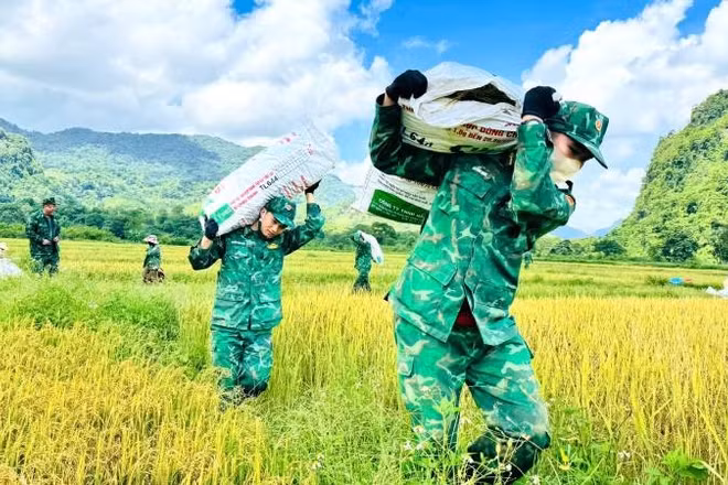 Chiến sĩ Đồn Biên phòng Cà Xèng giúp dân vác lúa từ ruộng lên bờ để tuốt.