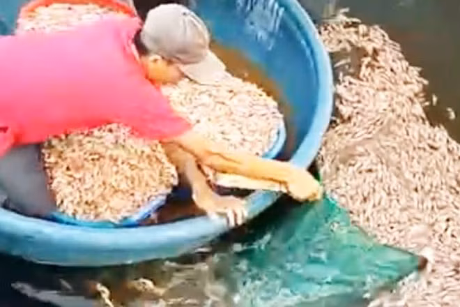 Tôm nuôi chết nghi do bị đầu độc gây thiệt hại lớn cho người nuôi ở xã Hòa Trạch.