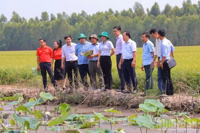 Cán bộ kỹ thuật, tư vấn và hộ nông dân xuống tận ruộng sen xem tình hình dịch bệnh cây sen. (Ảnh: PV)