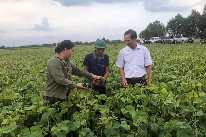 Nông dân xã Đức Minh, tỉnh Hà Tĩnh thu hoạch giống đậu xanh 12ĐX02.